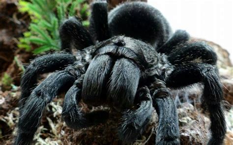 brazilian black tarantula care|are black tarantulas poisonous.